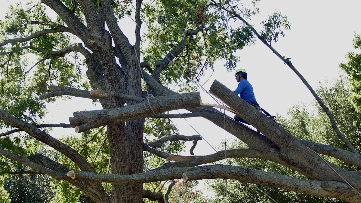 Professional Hazardous Tree Removal performed by certified arborists in Frisco