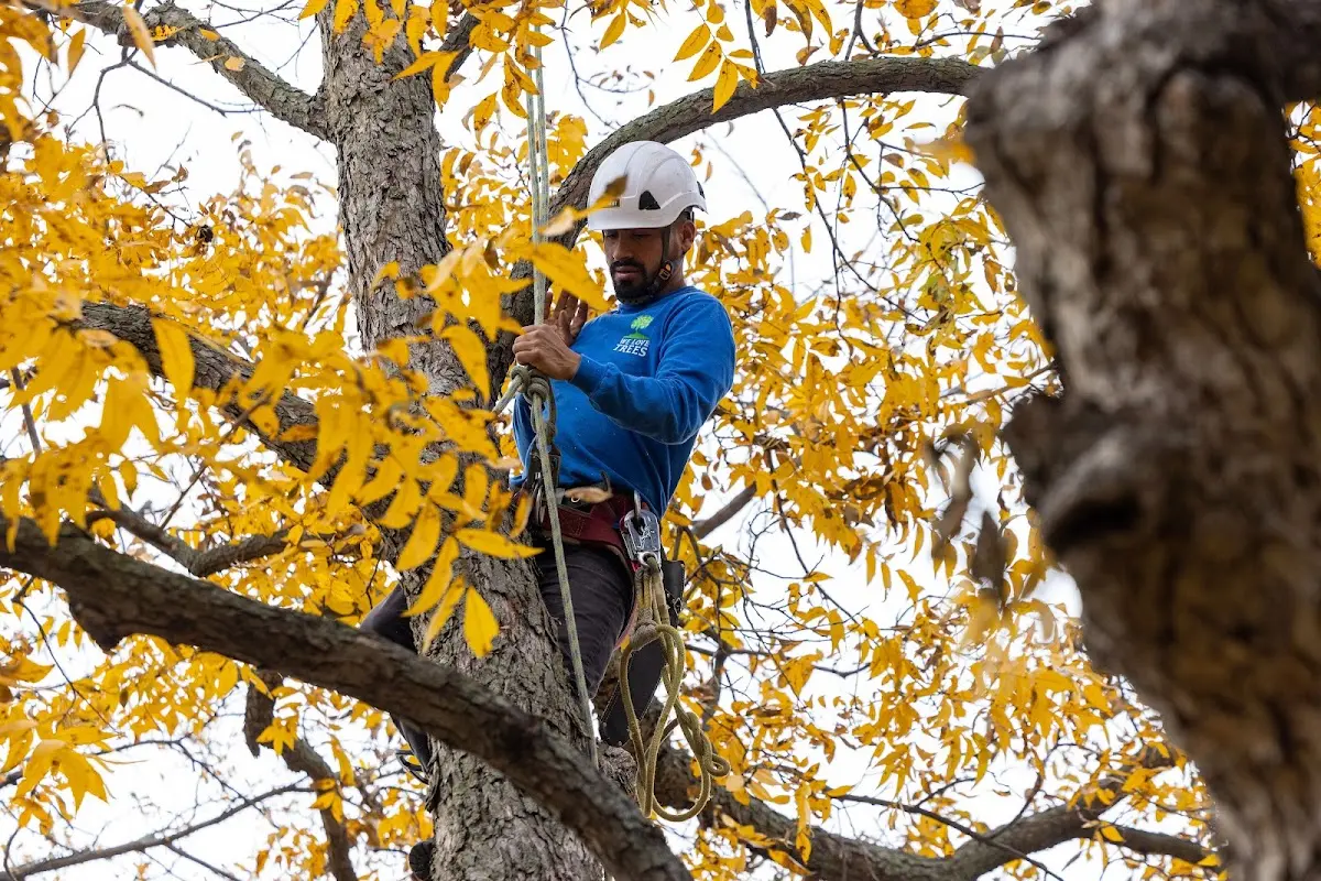 Skilled Storm Damage Cleanup crew working in Frisco